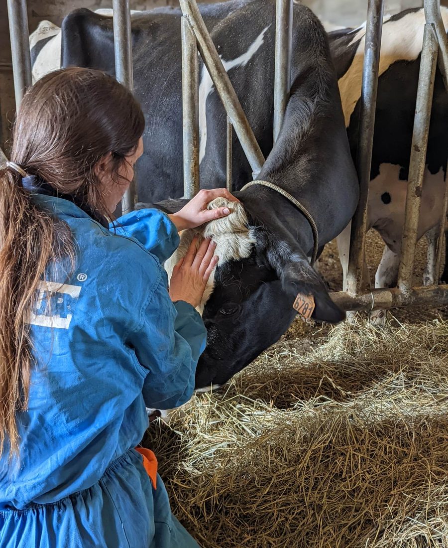 Carole Gautier auprès de bovins dans un élevage vendéen