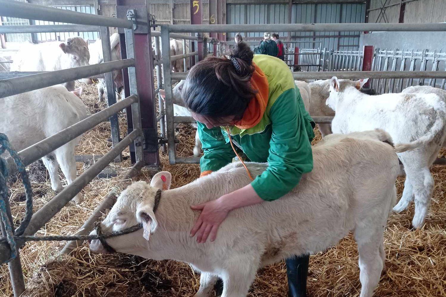 Carole Gautier intervient dans un élevage bovin en Vendée