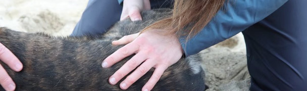 Carole Gautier réalise des manipulations douces sur un chien