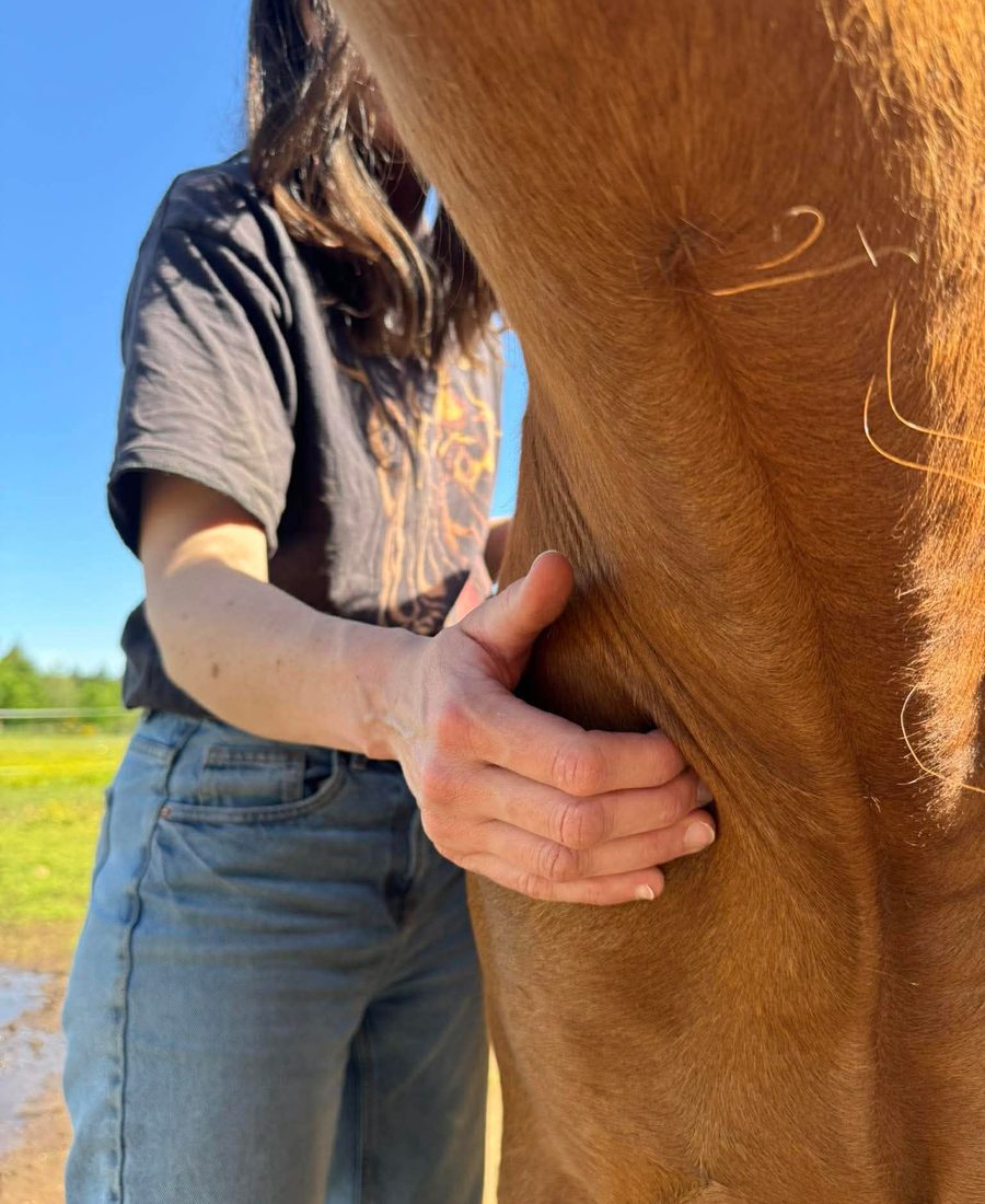 Carole Gautier palpe le dos d'un cheval lors d'un bilan ostéopathique