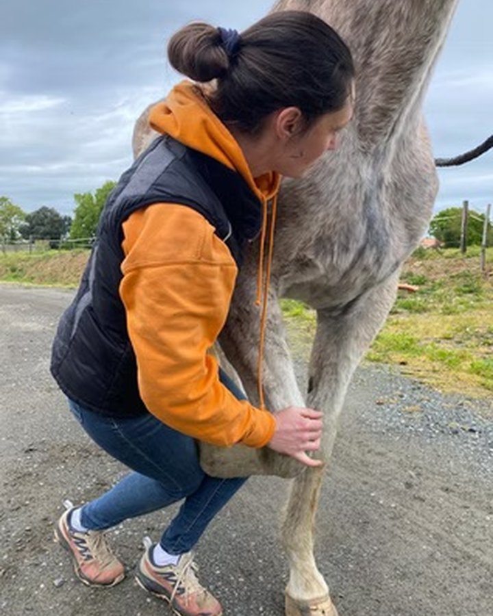 Carole Gautier établit un contact doux avec un cheval avant la séance