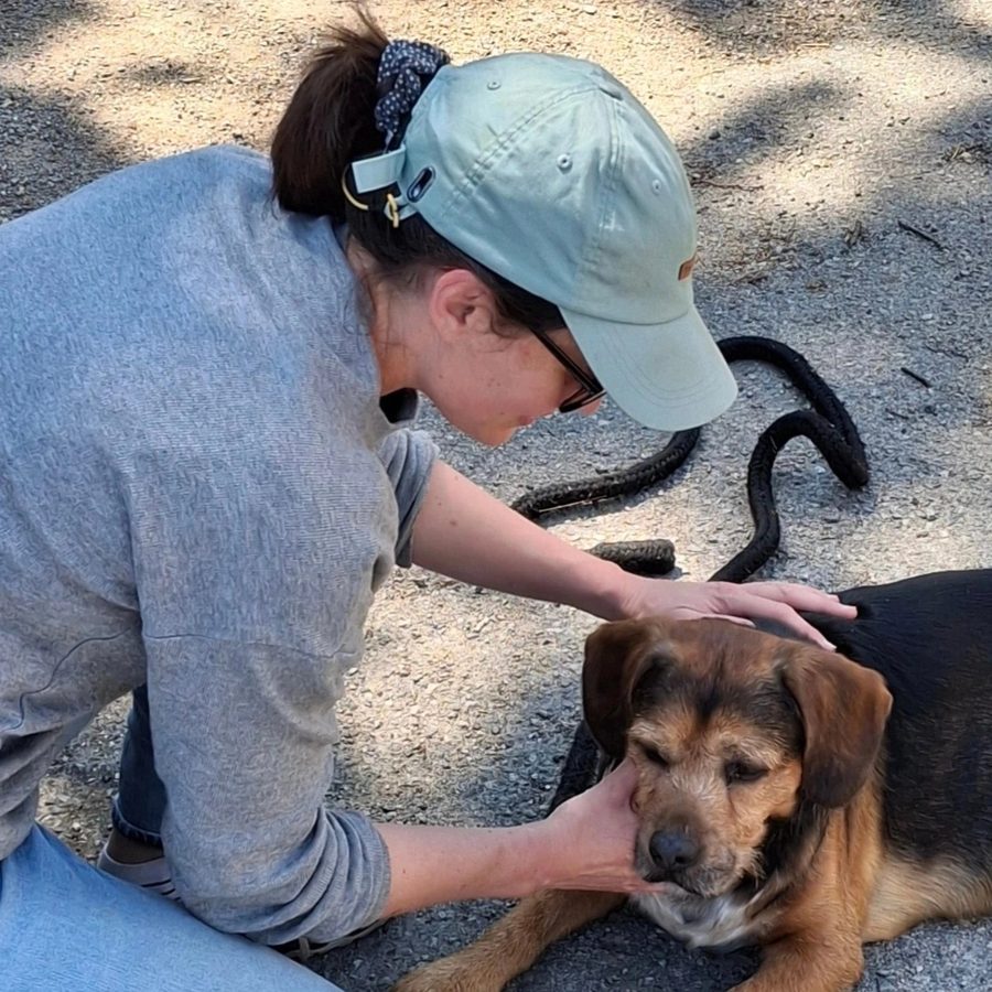 Ostéopathie pour chien et chat à domicile aux Sables d'Olonne