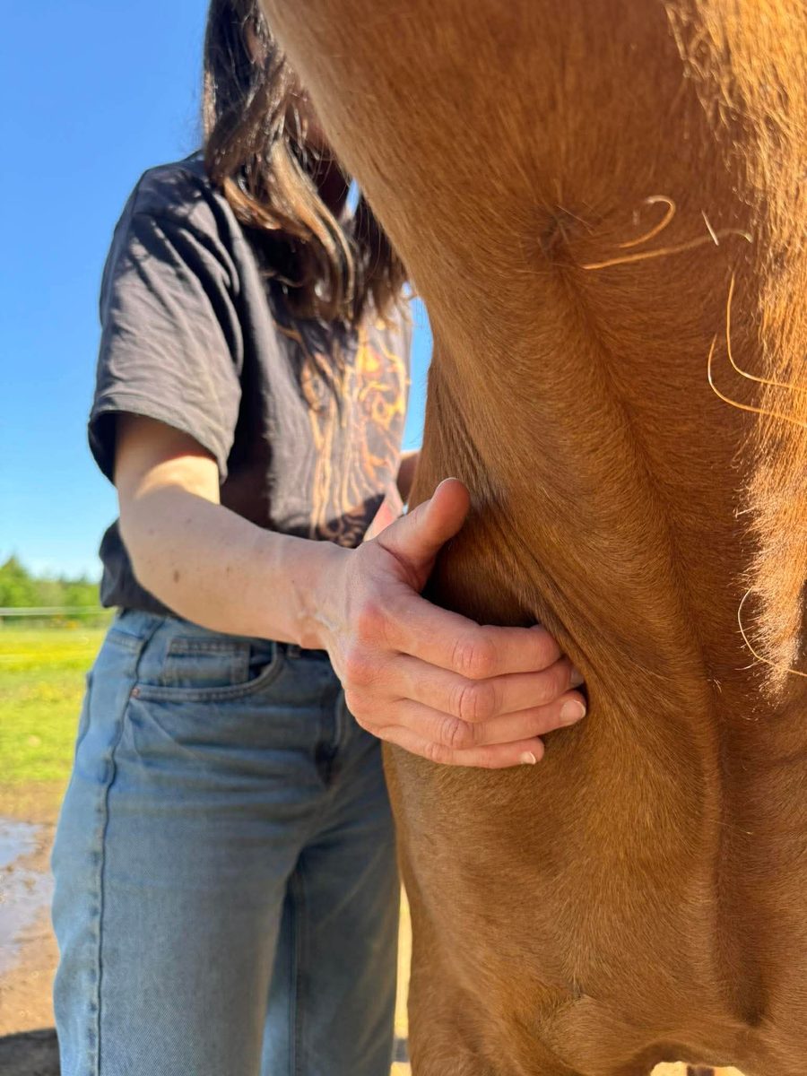 Ostéopathie pour cheval lors d'une séance en Vendée